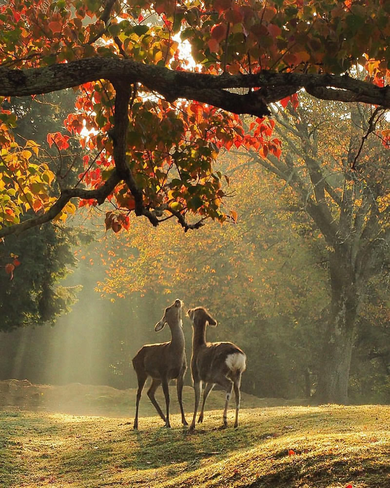 Wildlife Photography Inspiration