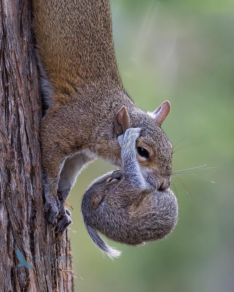 Wildlife Photography Inspiration