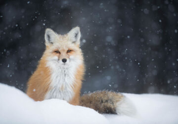 Close-Up Photos Of Animals By Isaac Spotts