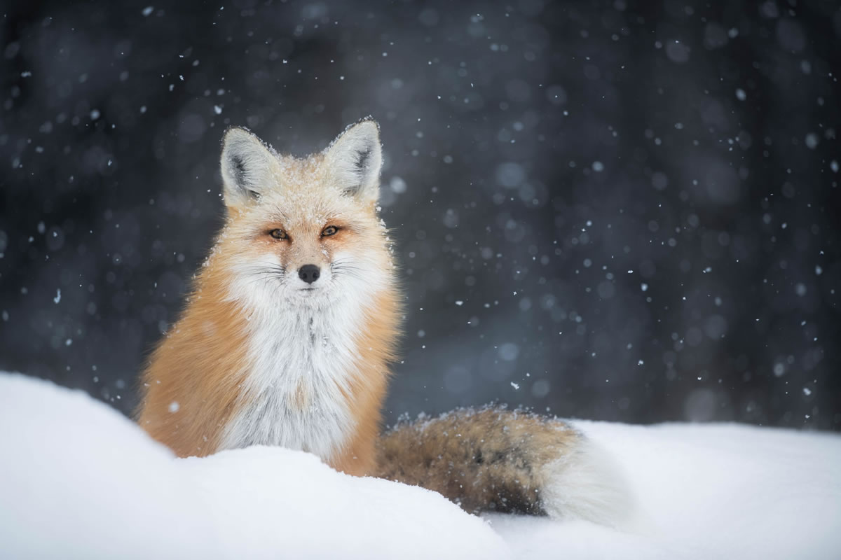 Close-Up Photos Of Animals By Isaac Spotts