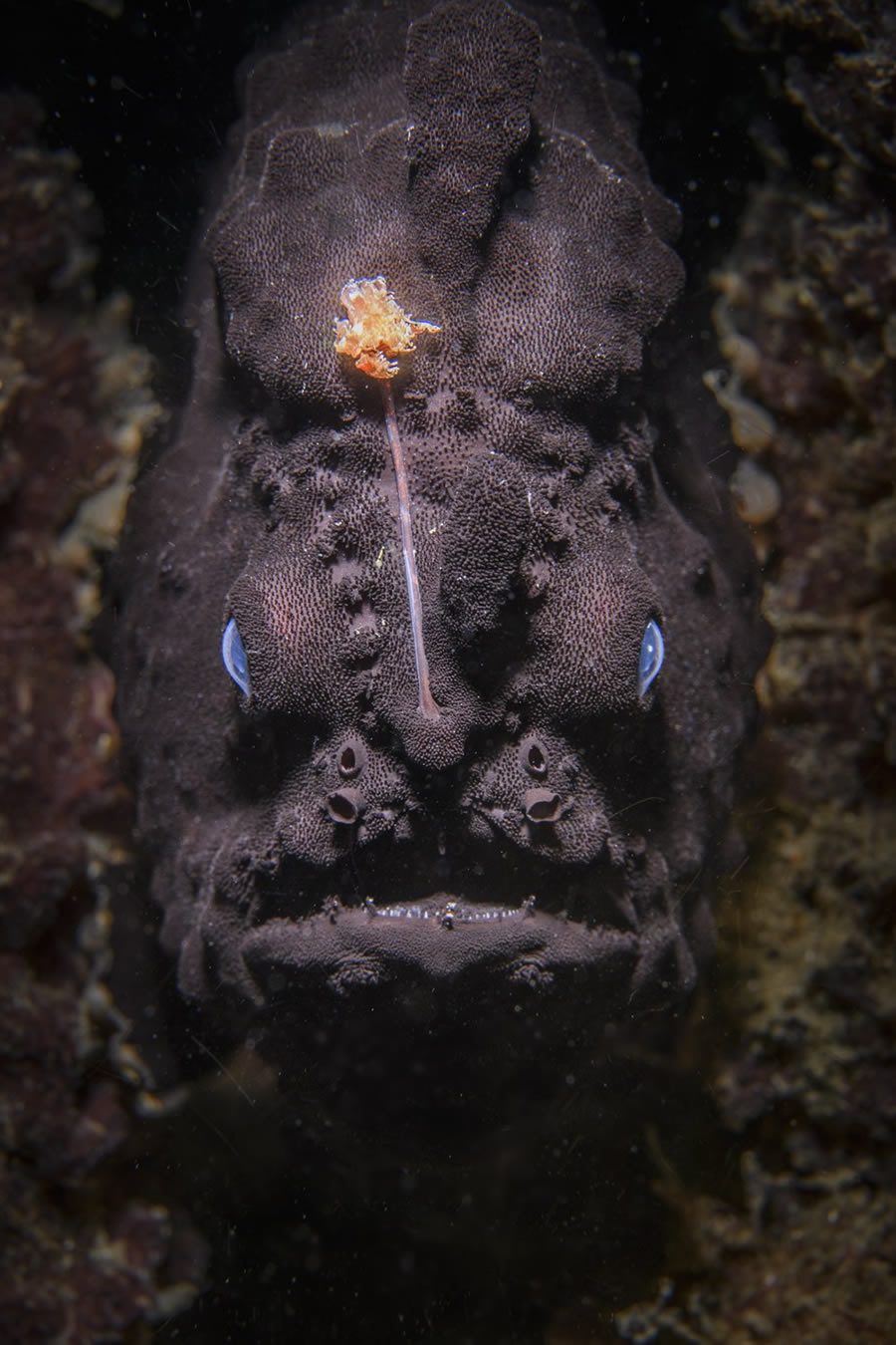 World Nature Photography Awards Winners