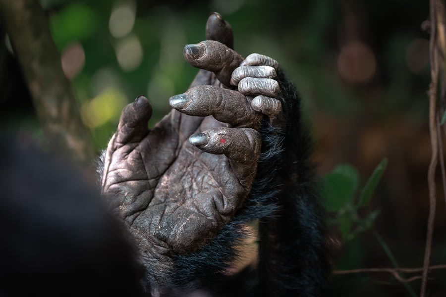 World Nature Photography Awards Winners