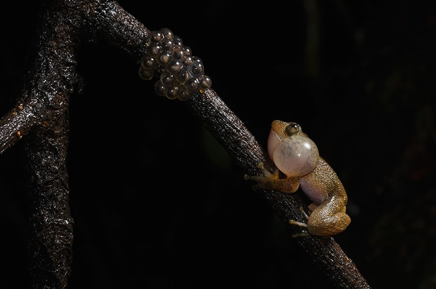 World Nature Photography Awards Winners