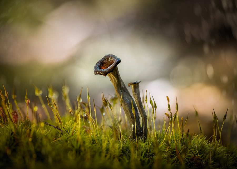 World Nature Photography Awards Winners