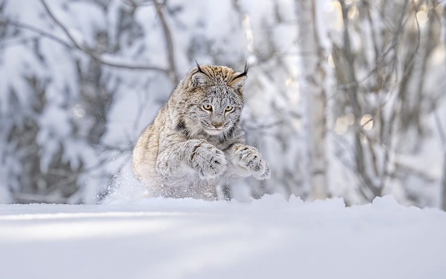 World Nature Photography Awards Winners