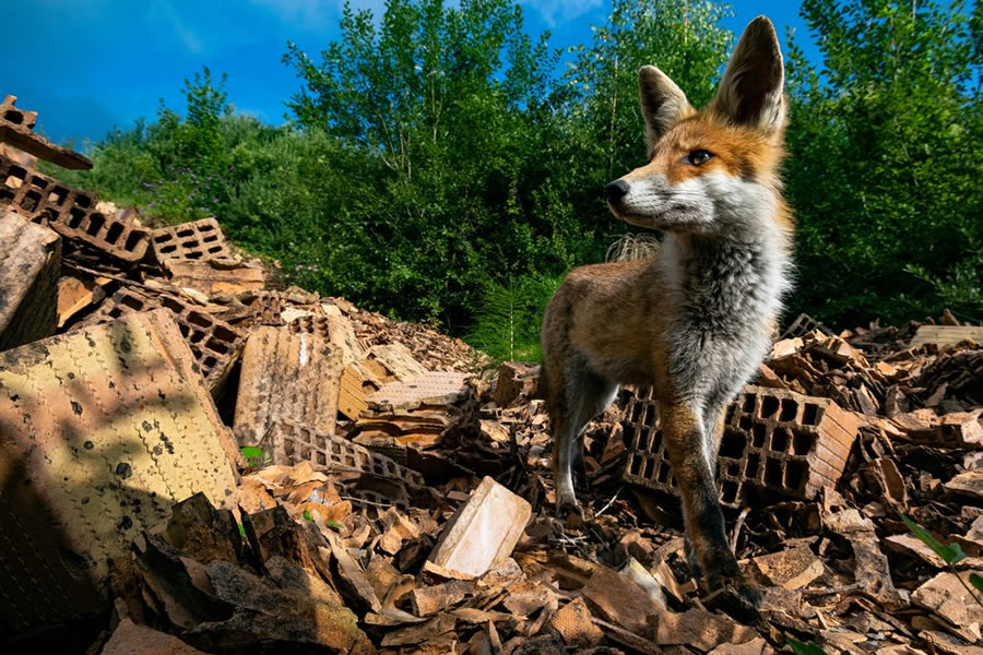 World Nature Photography Awards Winners