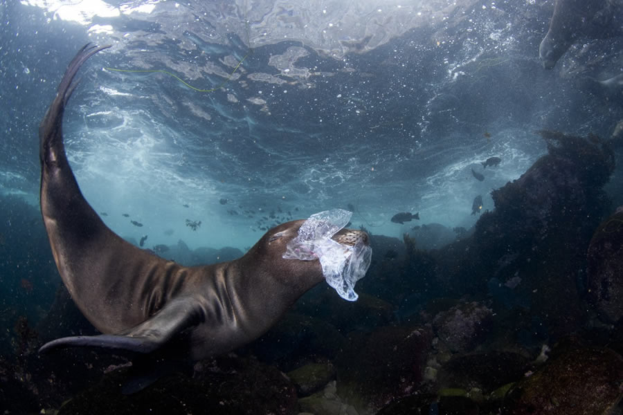 World Nature Photography Awards Winners