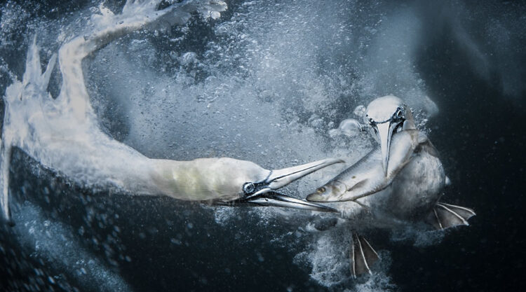 World Nature Photography Awards Winners