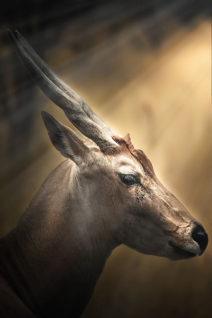 Zoo Animal Portraits By Mac So