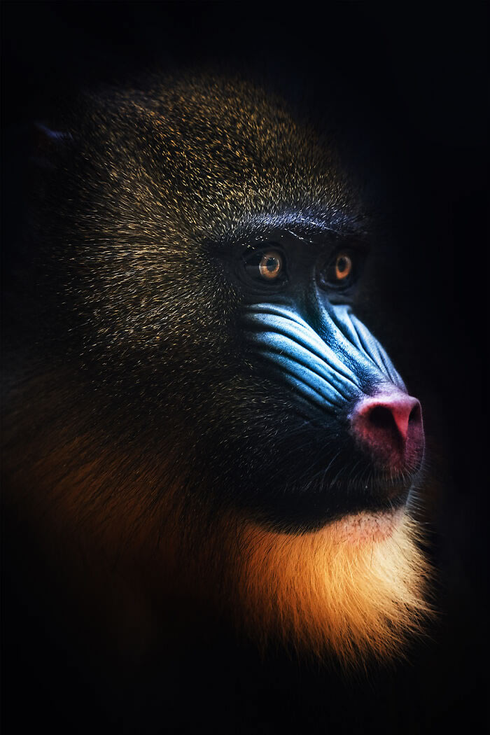 Zoo Animal Portraits By Mac So