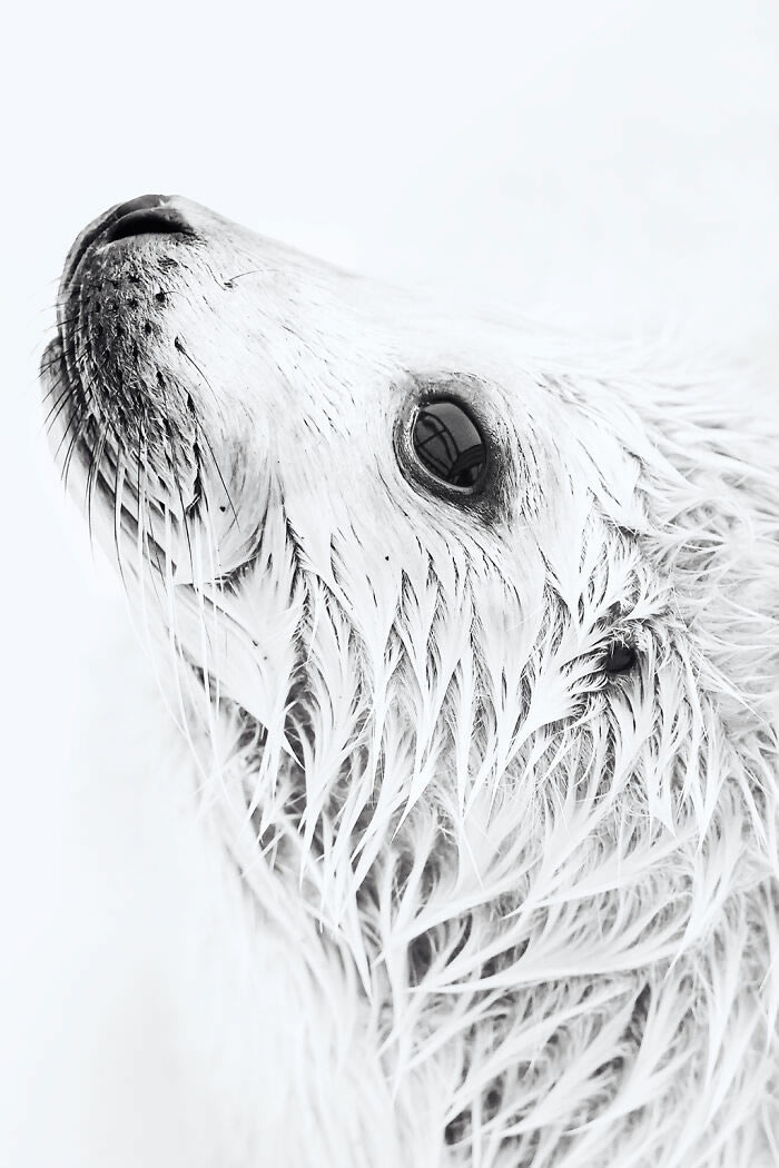 Zoo Animal Portraits By Mac So