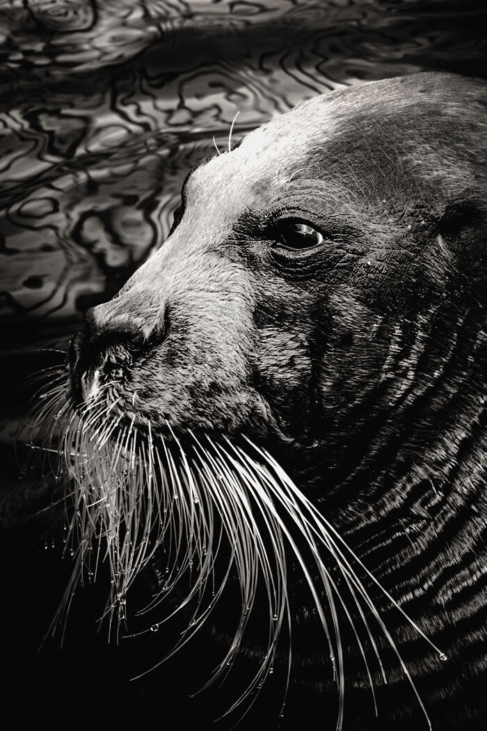 Zoo Animal Portraits By Mac So