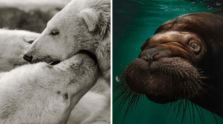 Zoo Animal Portraits By Mac So