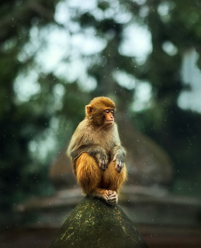 Animals On The Street By Ashraful Arefin