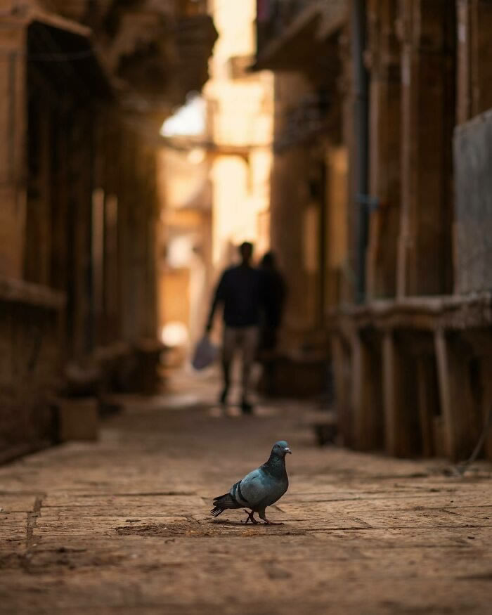 Animals On The Street By Ashraful Arefin