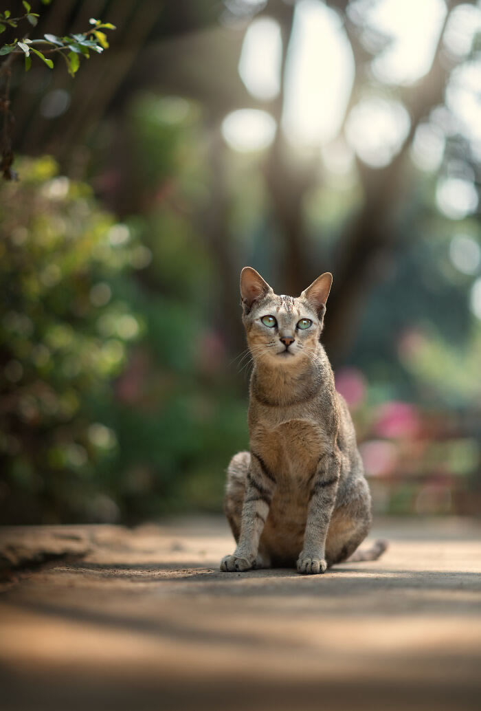 Animals On The Street By Ashraful Arefin