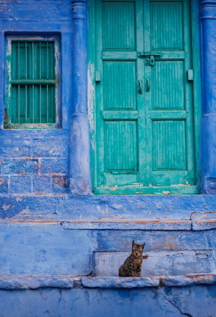 Animals On The Street By Ashraful Arefin