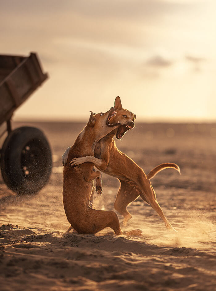 Animals On The Street By Ashraful Arefin