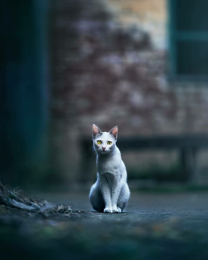 Animals On The Street By Ashraful Arefin