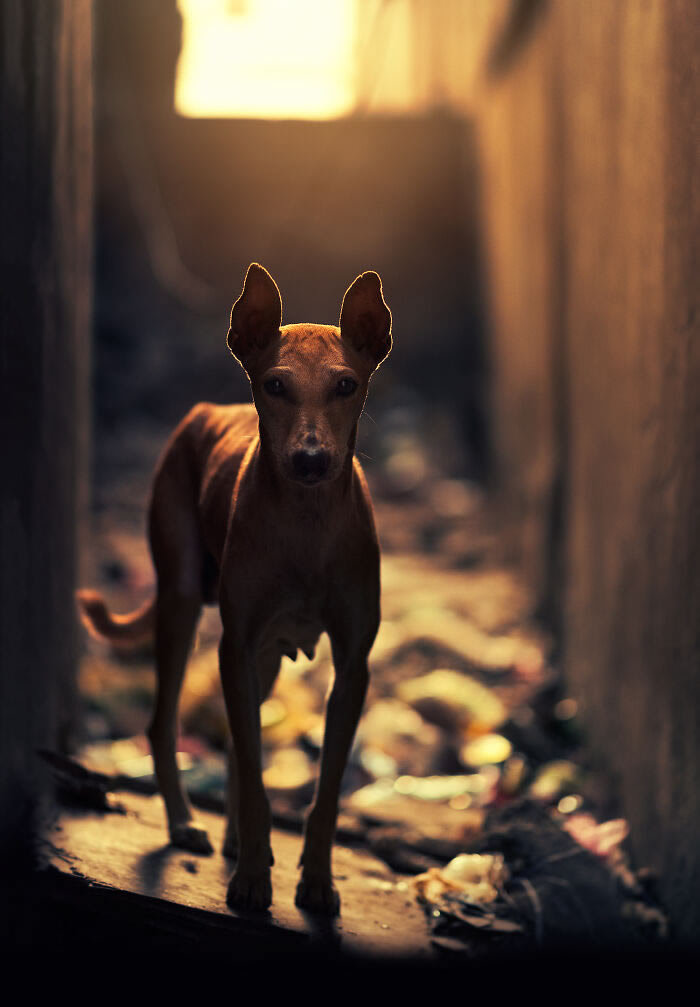 Animals On The Street By Ashraful Arefin