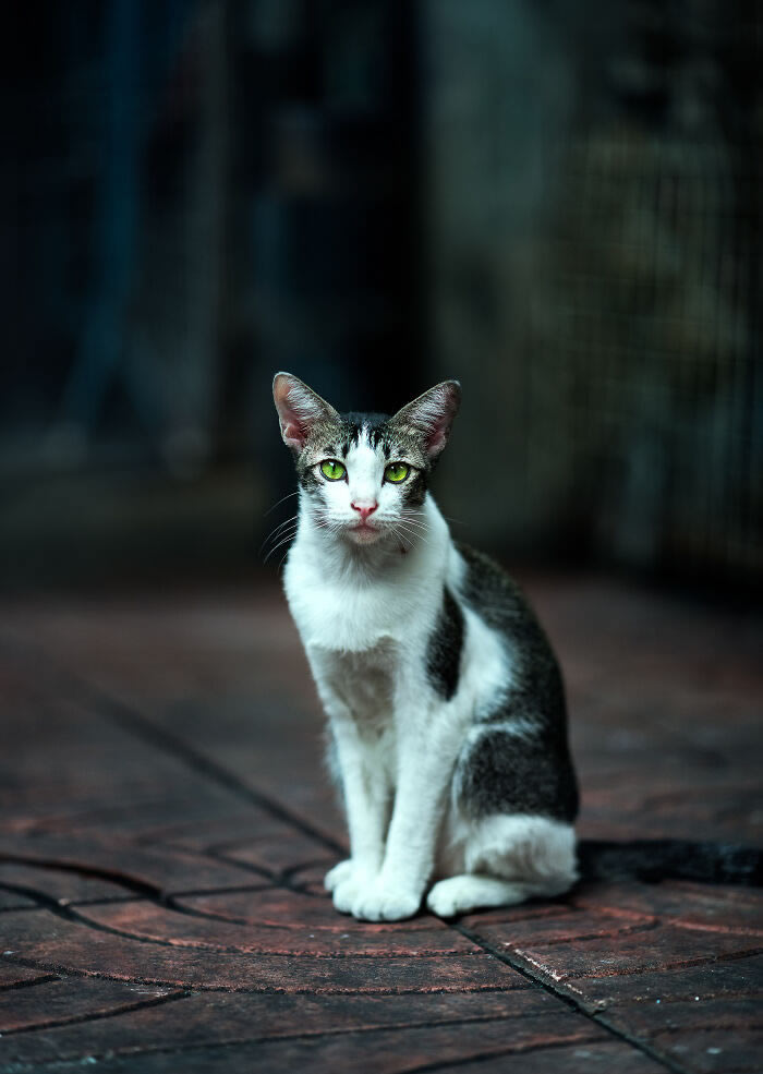 Animals On The Street By Ashraful Arefin