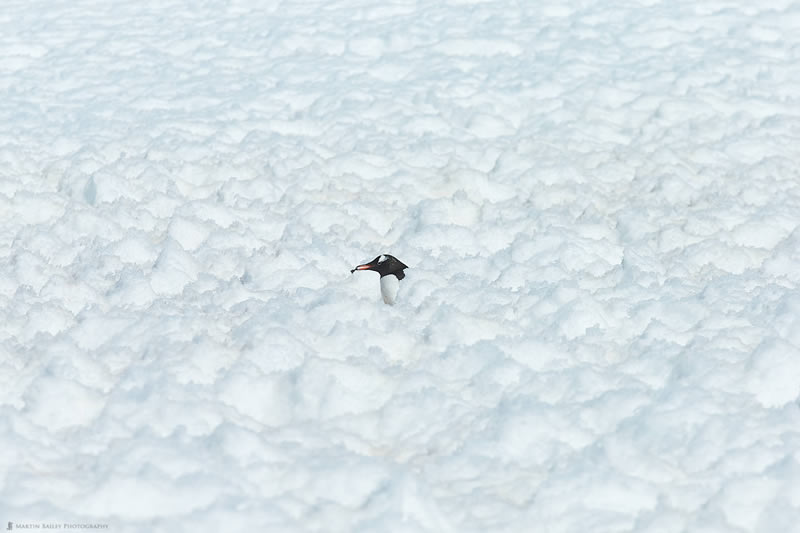 Antarctica Icebergs Photography By Martin Bailey