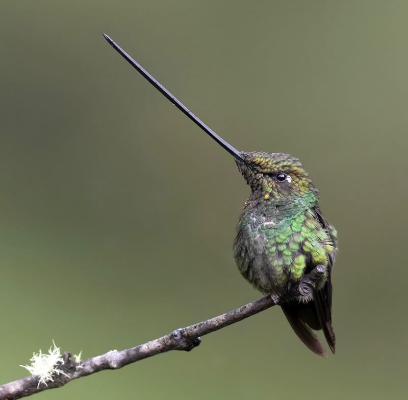 Best Bird Photography