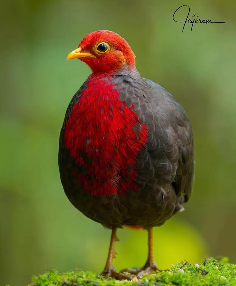 Best Bird Photography