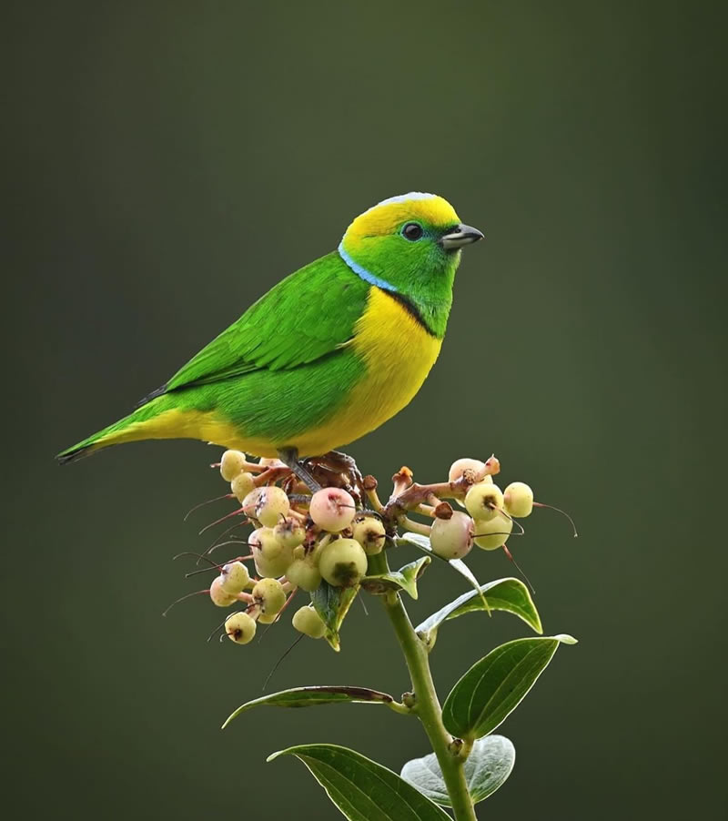 Best Bird Photography