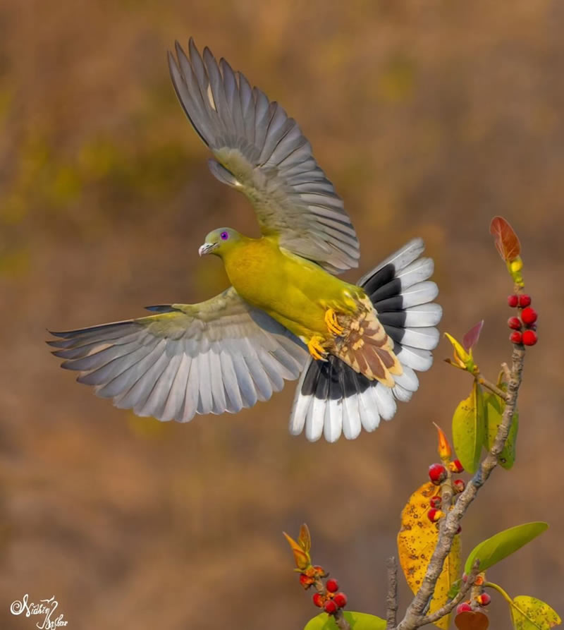 Best Bird Photography