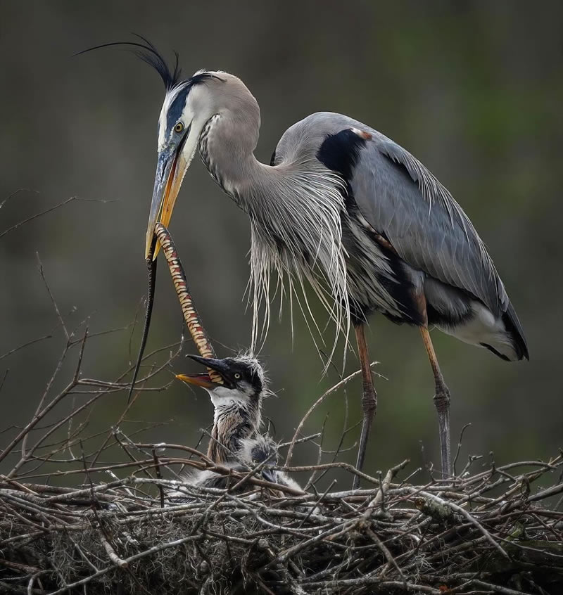 Best Bird Photography