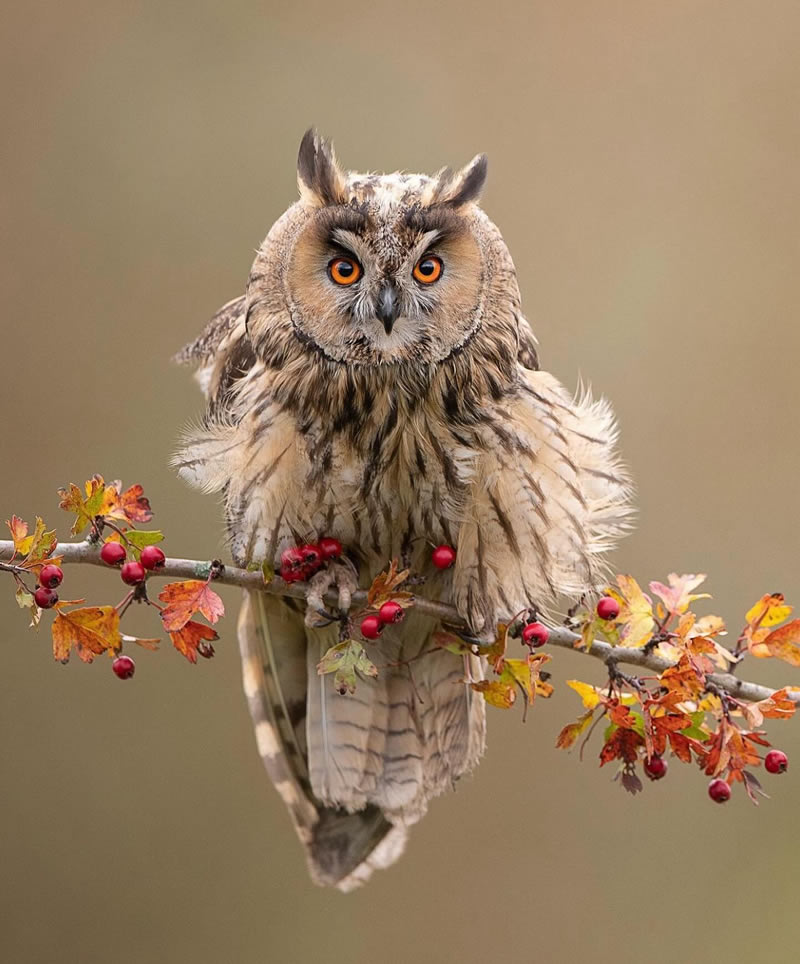 Best Bird Photography