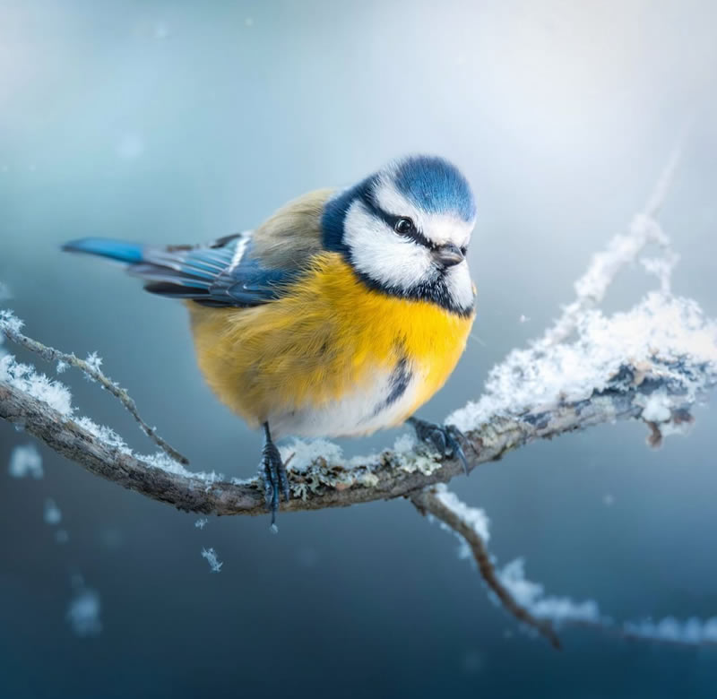 Best Bird Photography