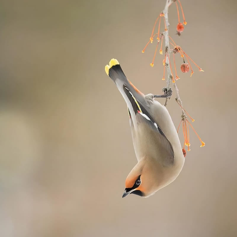 Best Bird Photography