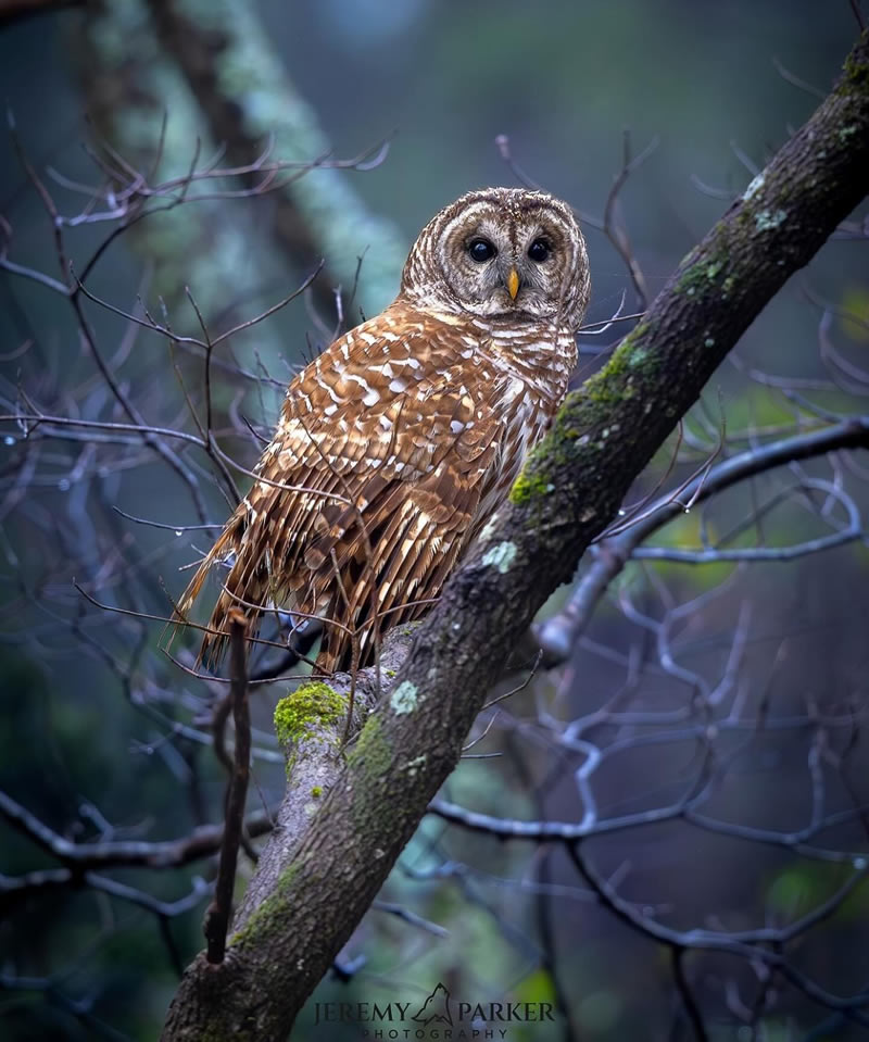 Best Bird Photography