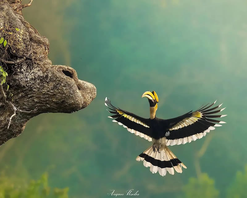 Best Indian Bird Photography