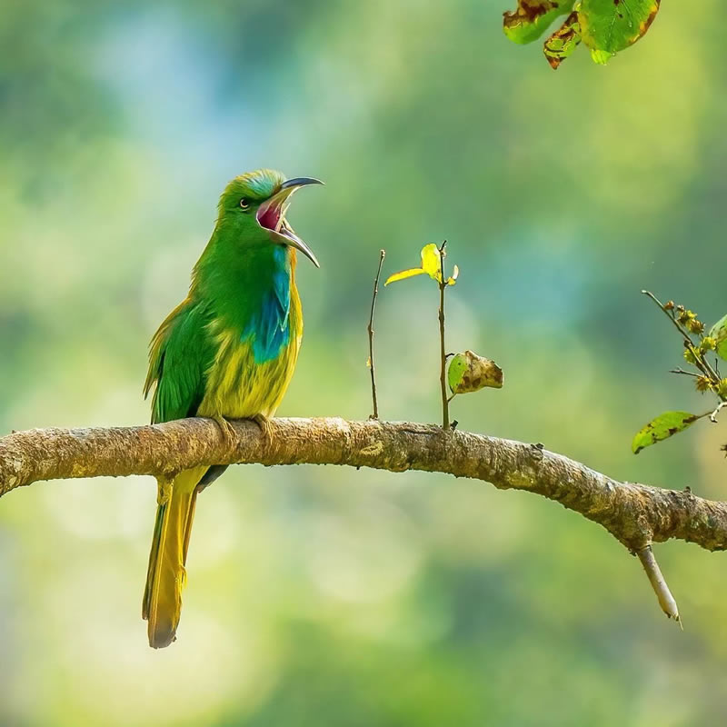 Best Indian Bird Photography