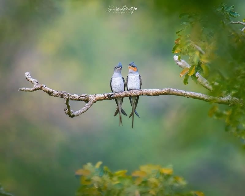 Best Indian Bird Photography