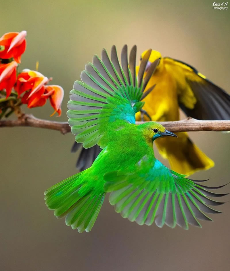 Best Indian Bird Photography