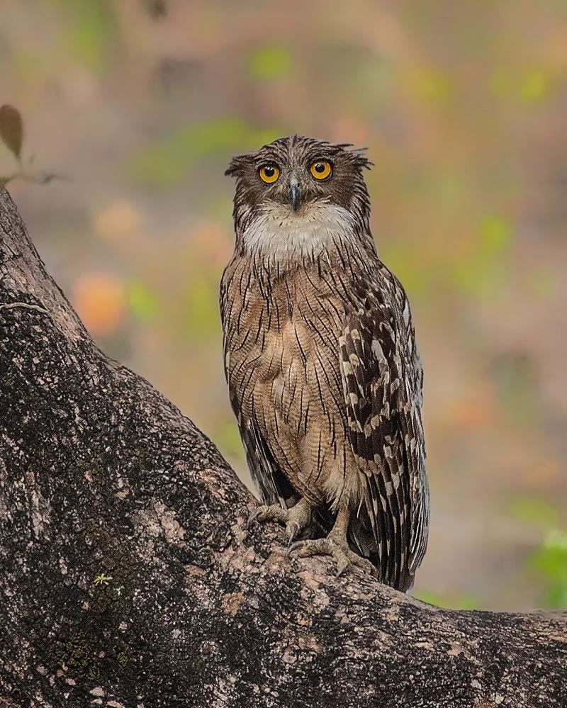 Best Indian Bird Photography