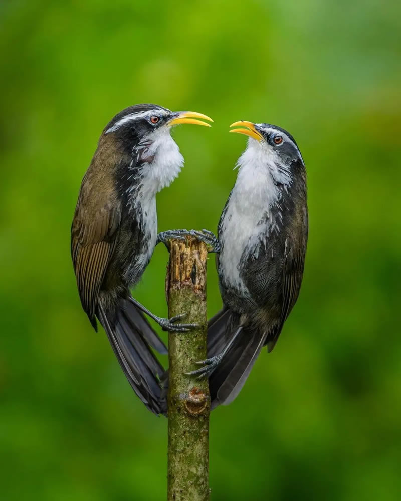 Best Indian Bird Photography