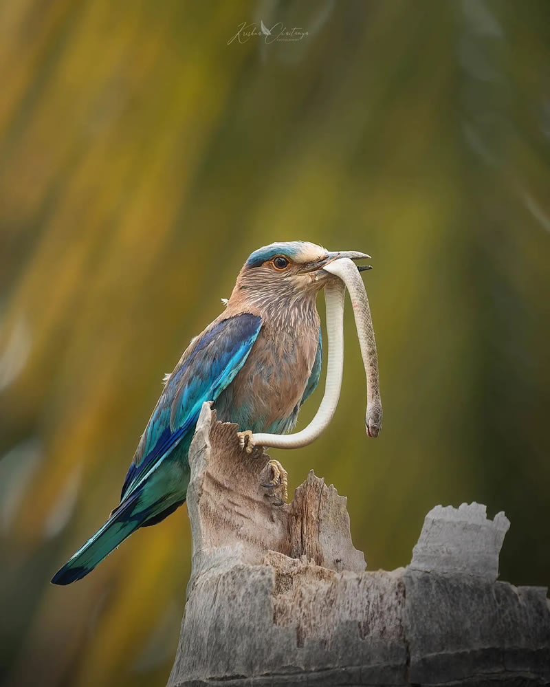 Best Indian Bird Photography