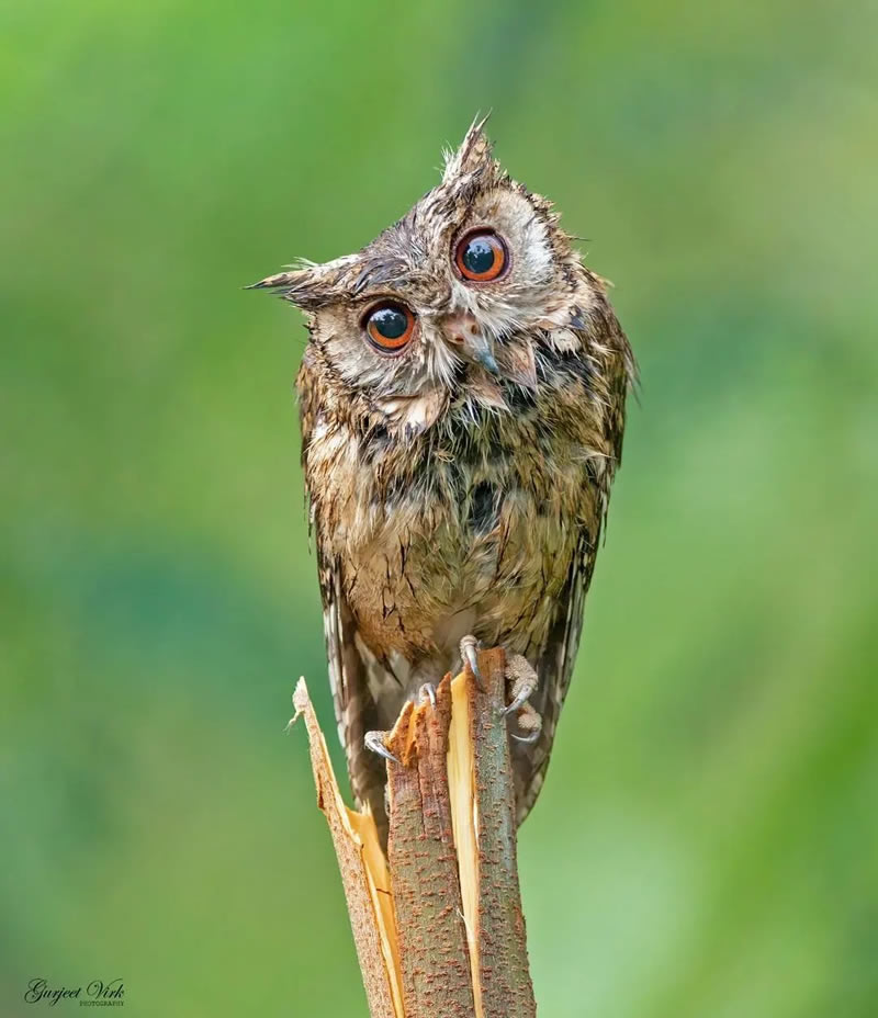 Best Indian Bird Photography