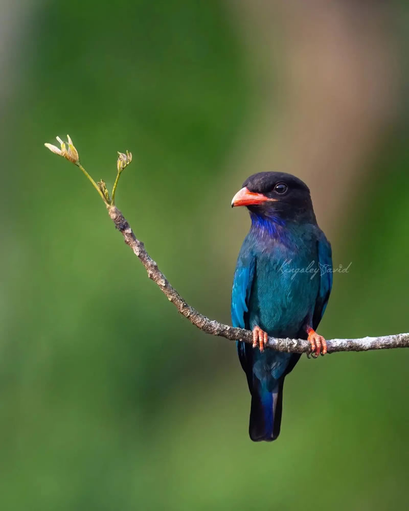 Best Indian Bird Photography