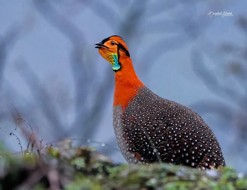 Best Indian Bird Photography