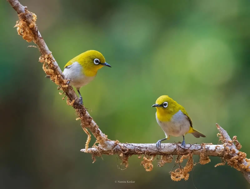 Best Indian Bird Photography