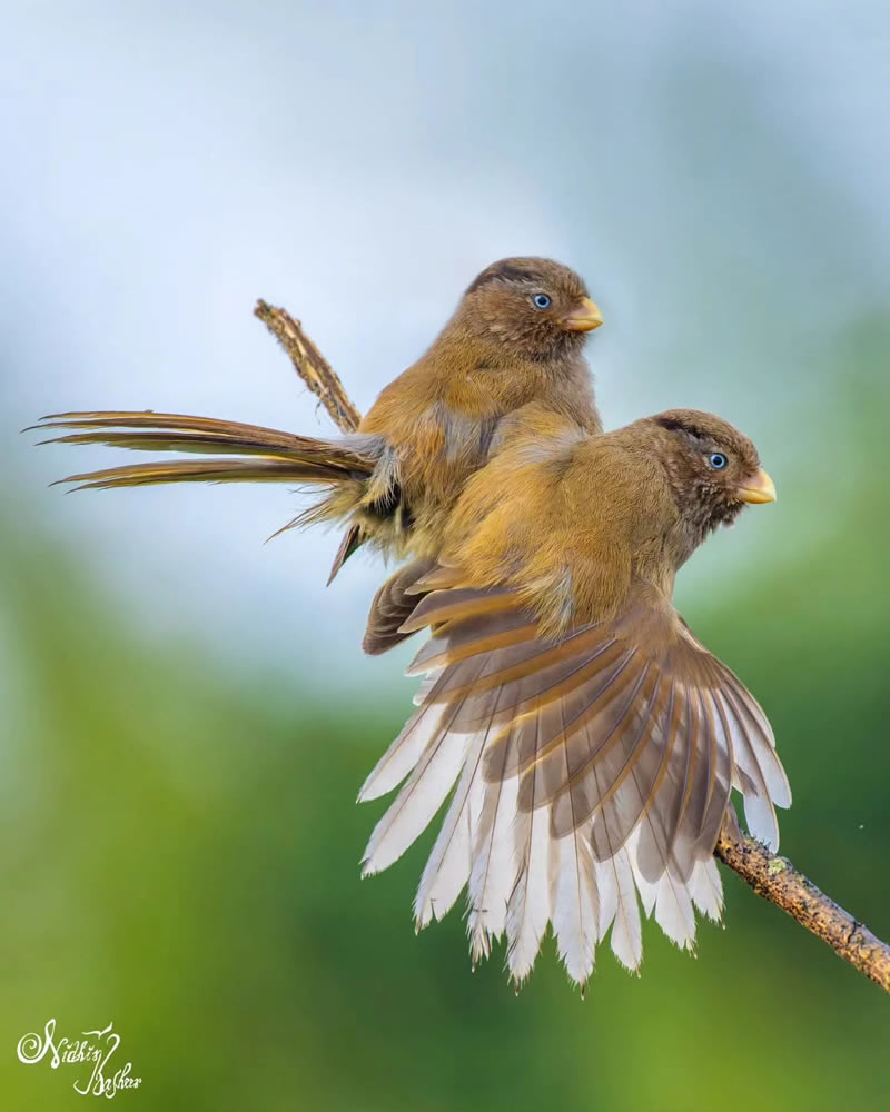 Best Indian Bird Photography