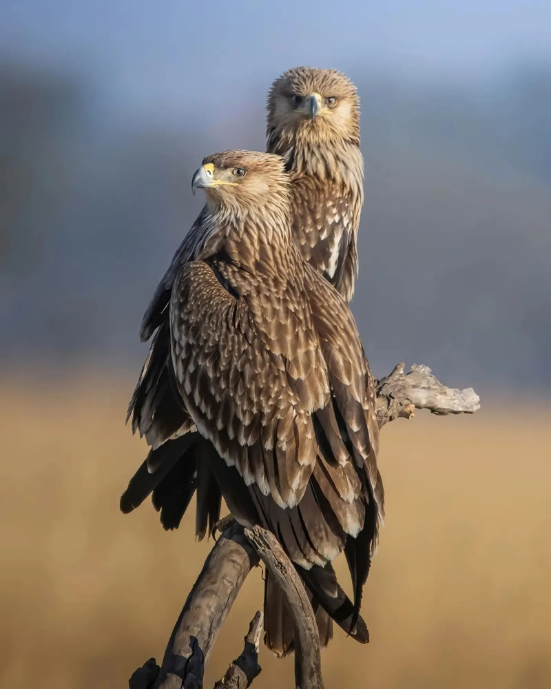 Best Indian Bird Photography