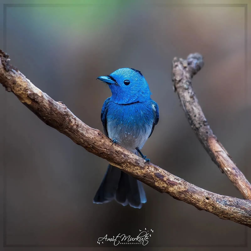 Best Indian Bird Photography