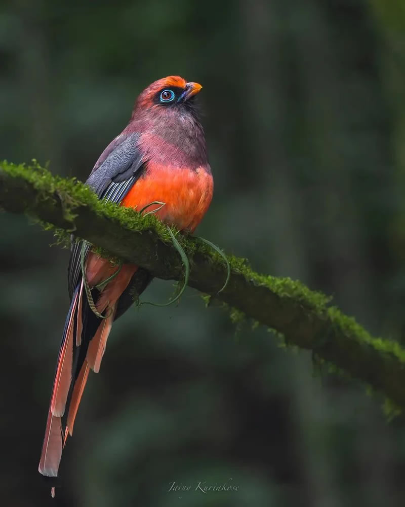 Best Indian Bird Photography